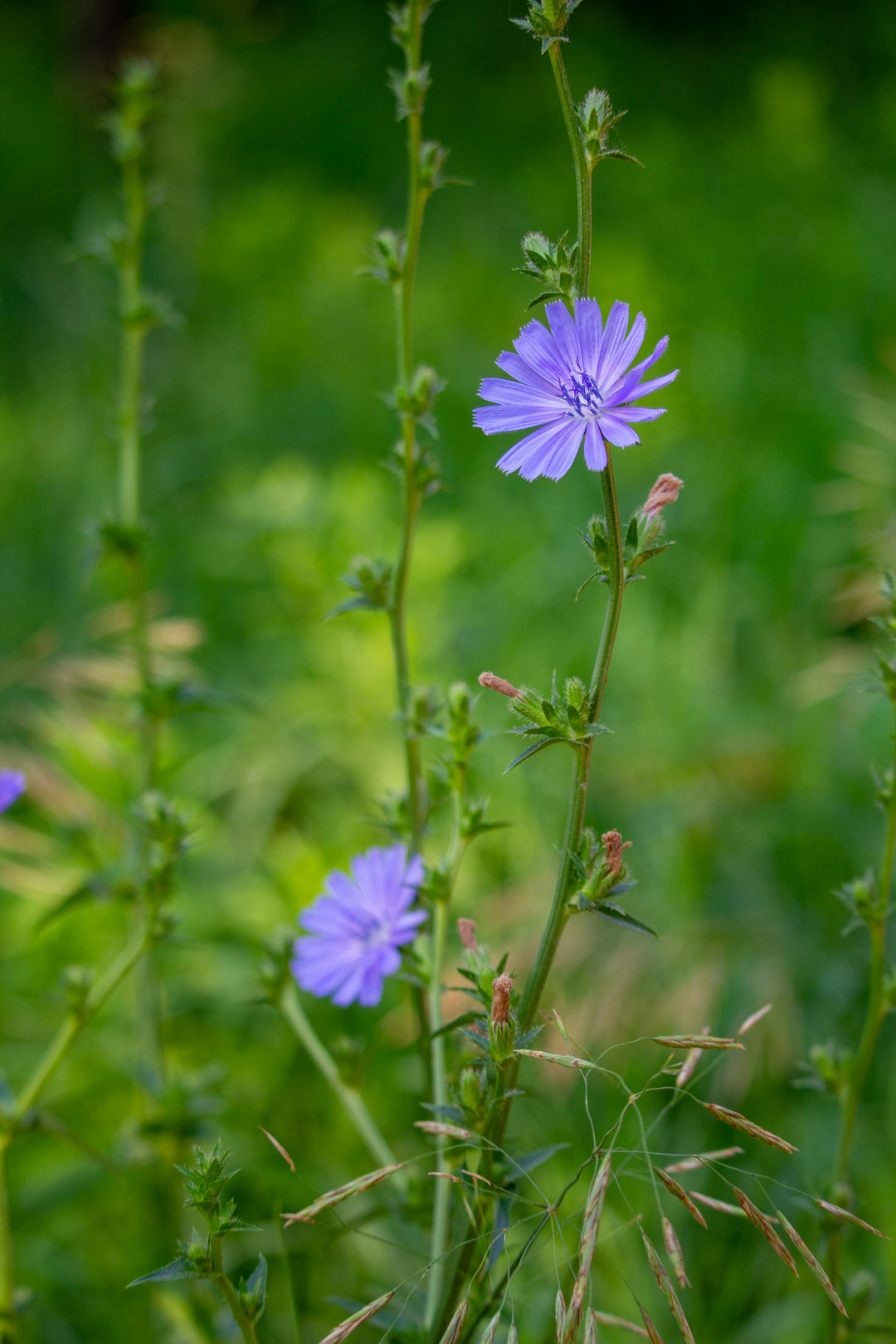 Cikorie – Cichorium intybus