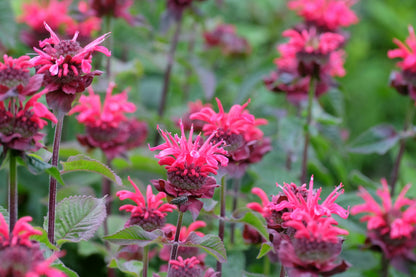 Citronhestemynte – Monarda citriodora (Bee Balm)