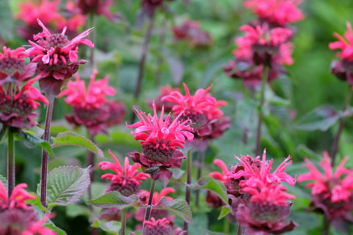 Citronhestemynte – Monarda citriodora (Bee Balm)