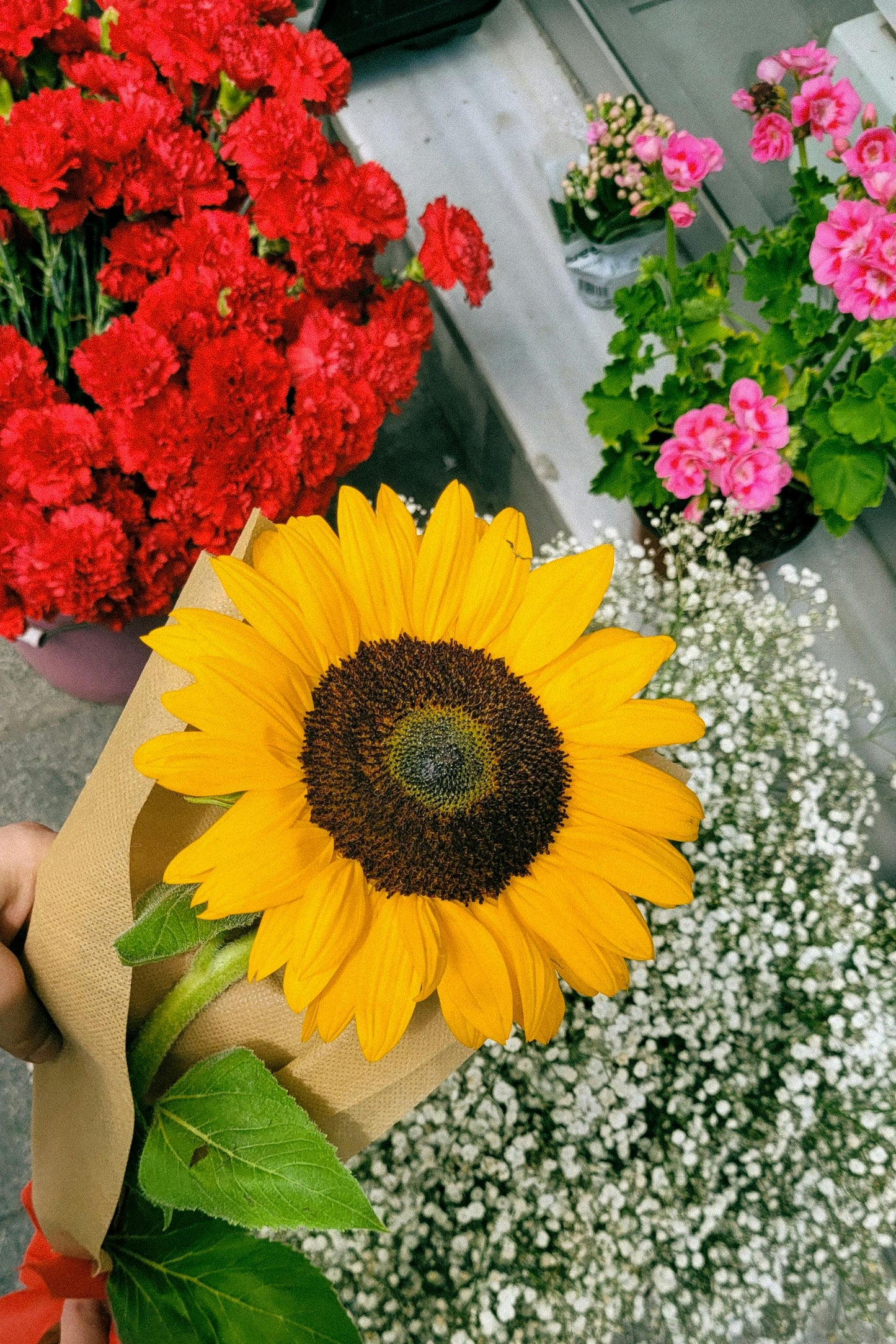 Dværg solsikken 'Sunspot' Helianthus annuus 'Sunspot'