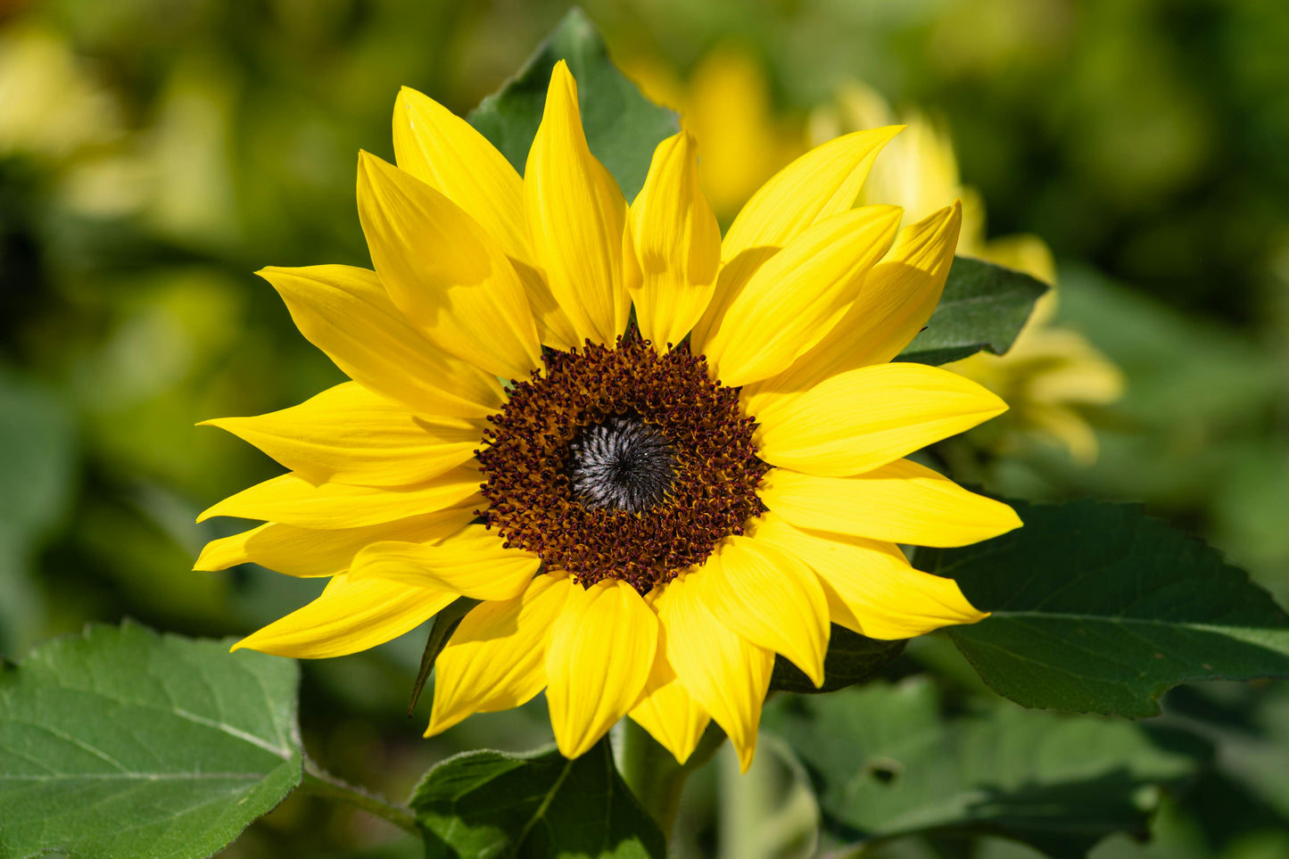 Dværg solsikken 'Sunspot' Helianthus annuus 'Sunspot'