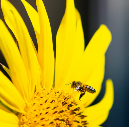 Dværg solsikken 'Sunspot' Helianthus annuus 'Sunspot'