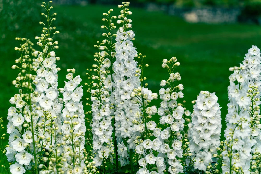 Hvid Ridderspore - Delphinium consolida