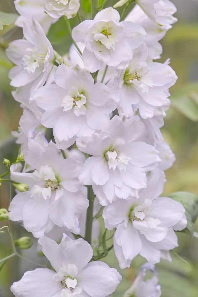 Hvid Ridderspore - Delphinium consolida