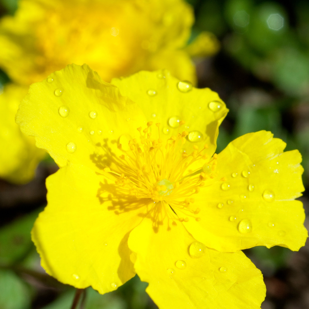 Almindelig soløje – Helianthemum nummularium
