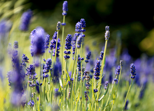 Lavendel Hidcote Blue - Lavandula angustifolia