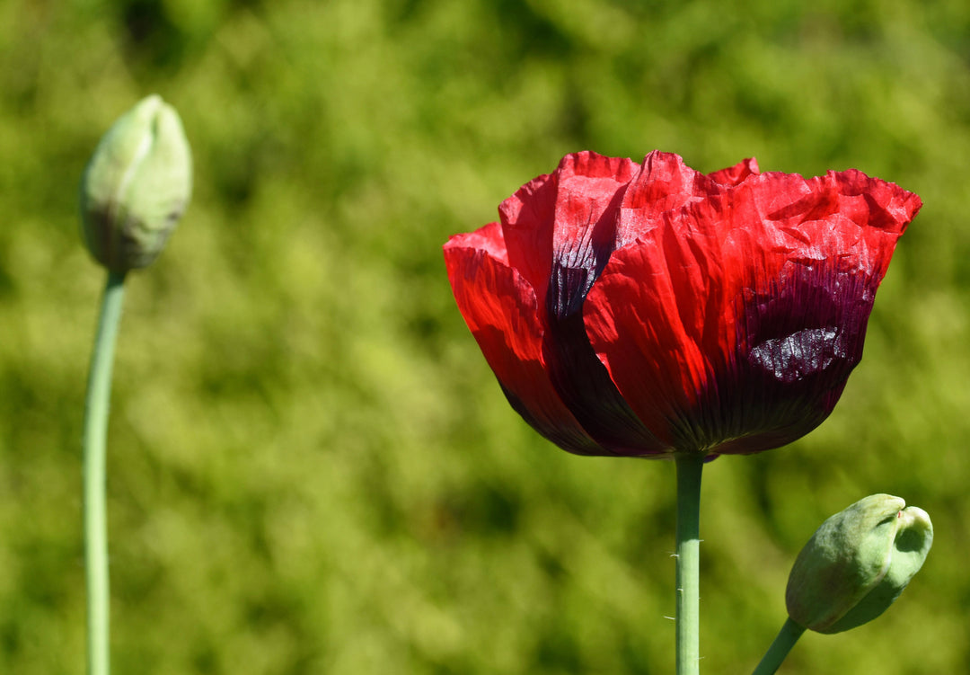Opiumsvalmue - Papaver somniferum