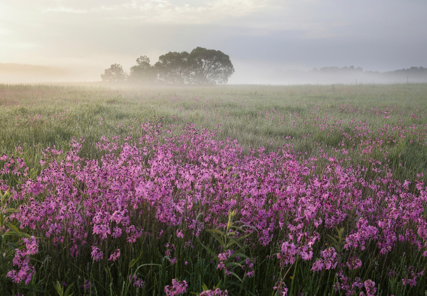 Trævlekrone - Lychnis flos-cuculi