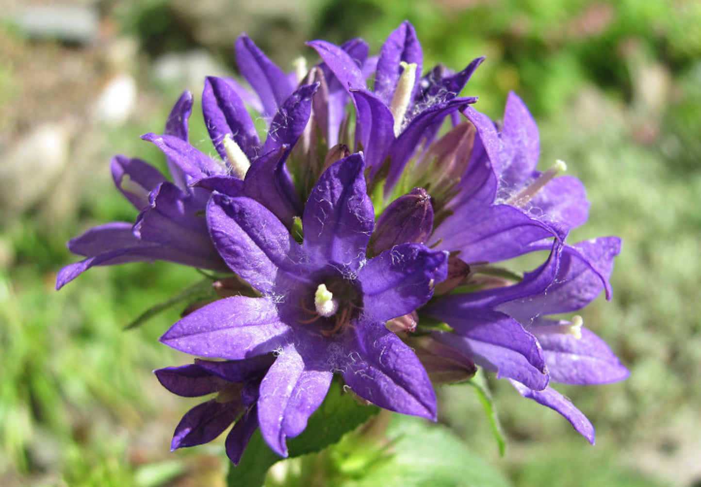 Nøgleklokke Superba Odessa - Campanula glomerata