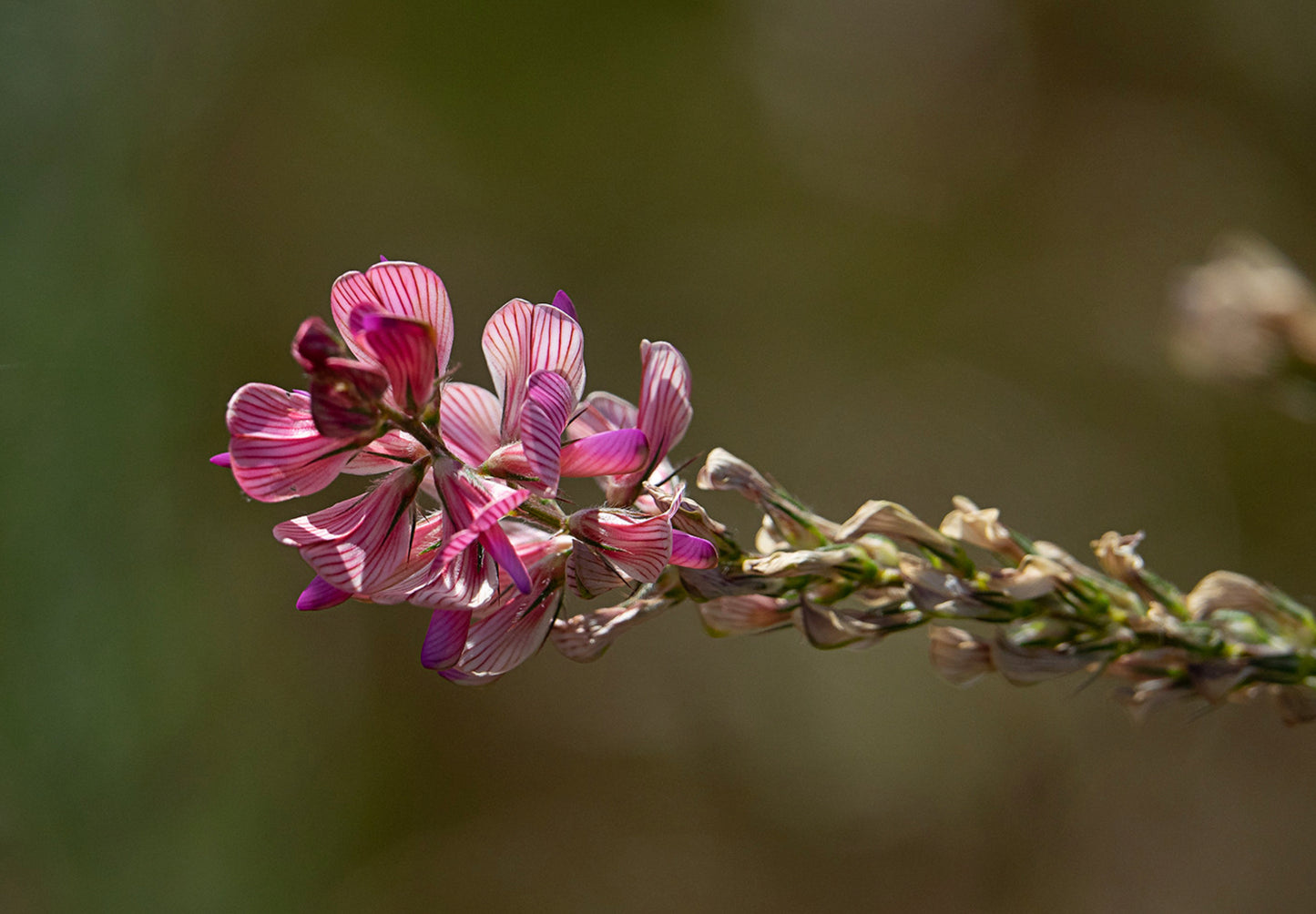 Esparsette (Onobrychis viciifolia)