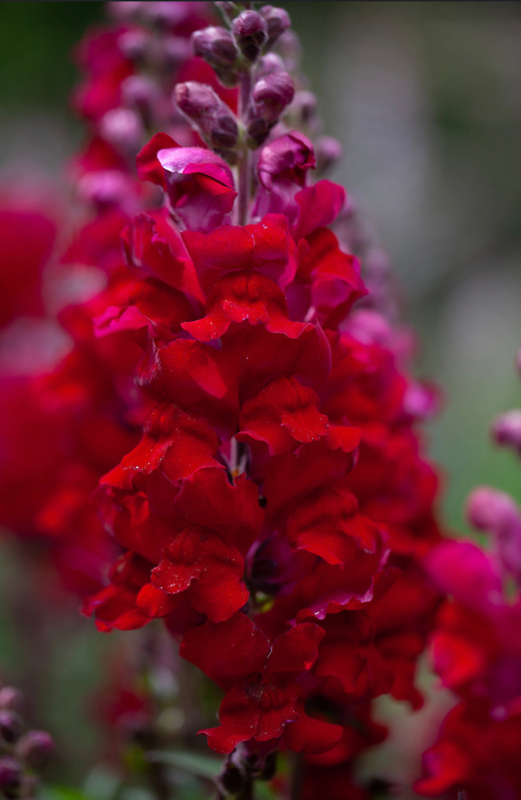 Løvemund - Ruby Red - Antirrhinum majus maximum