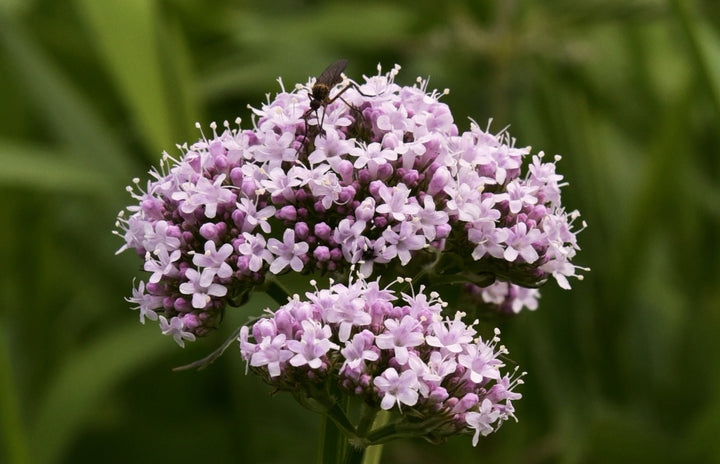Lægebaldrian - Valeriana officinalis