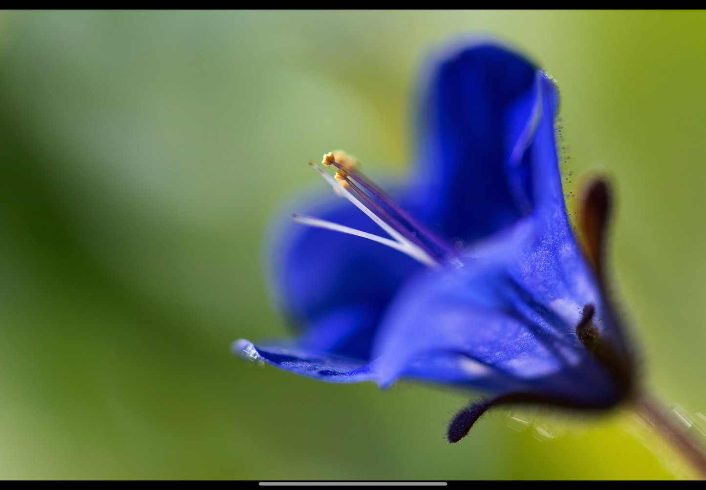 Klokke-honningurt "Desert bluebell" - phacelia campanularia