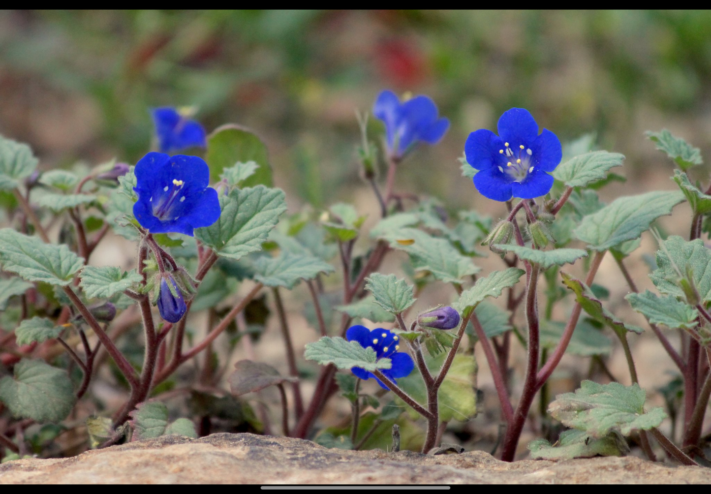 Klokke-honningurt "Desert bluebell" - phacelia campanularia