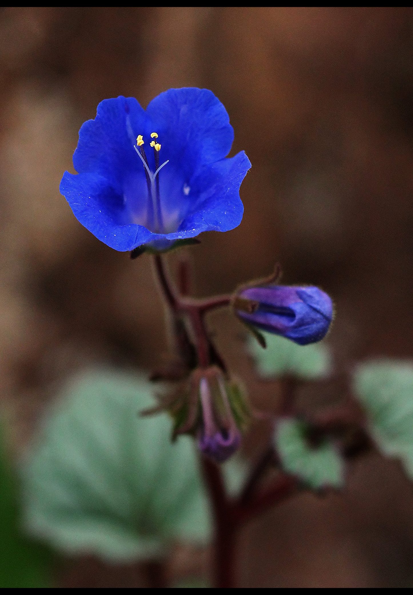 Klokke-honningurt "Desert bluebell" - phacelia campanularia