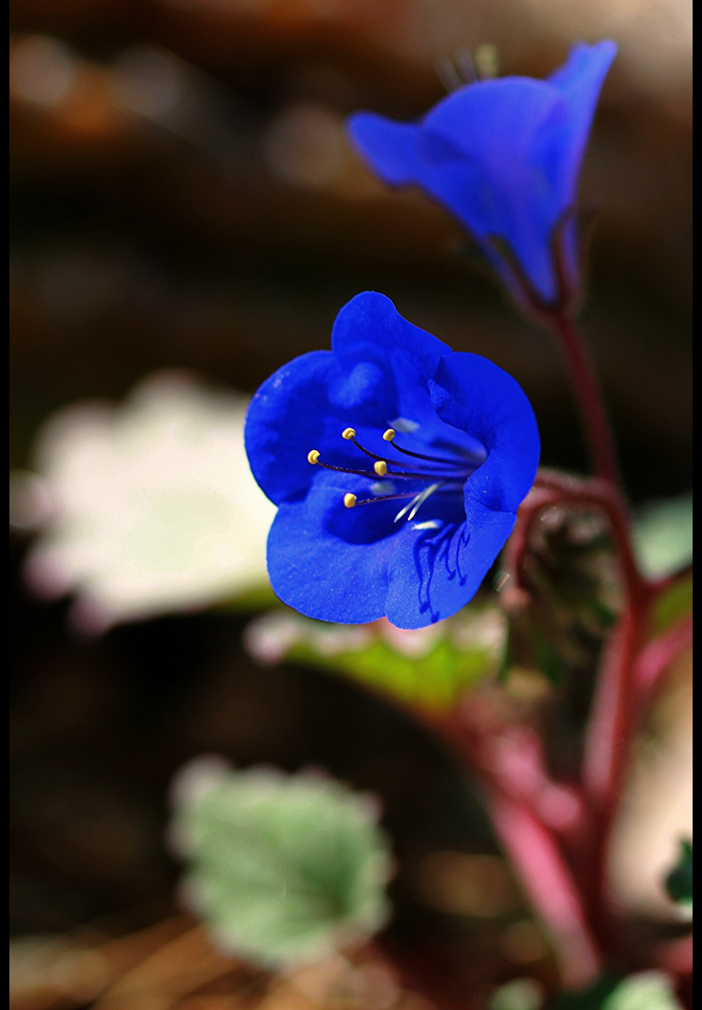 Klokke-honningurt "Desert bluebell" - phacelia campanularia