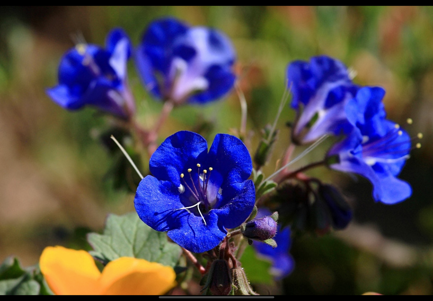 Klokke-honningurt "Desert bluebell" - phacelia campanularia