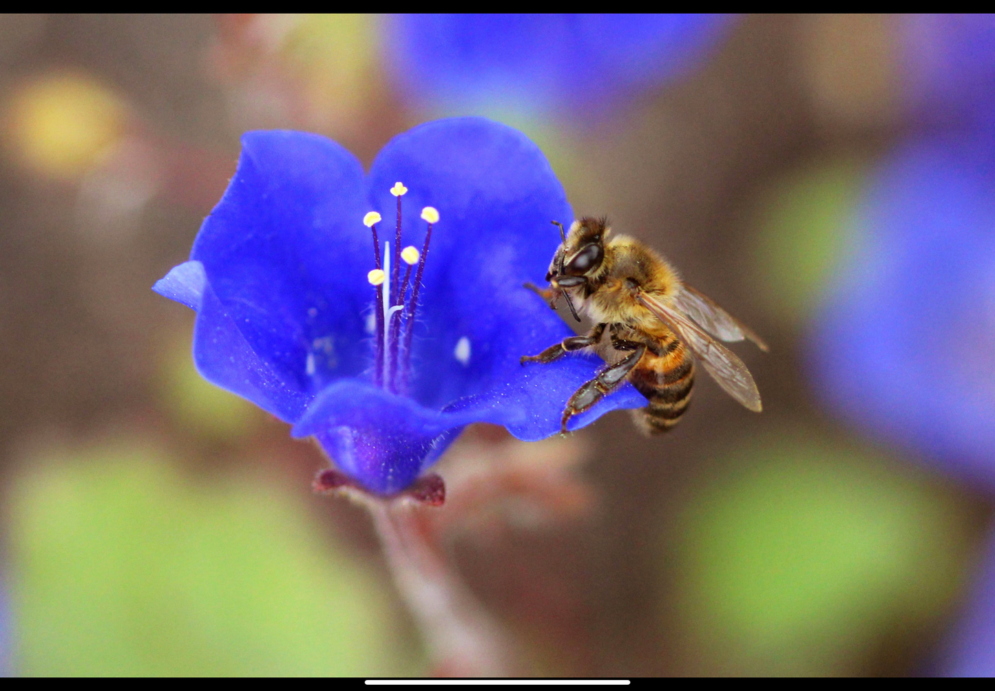 Klokke-honningurt "Desert bluebell" - phacelia campanularia