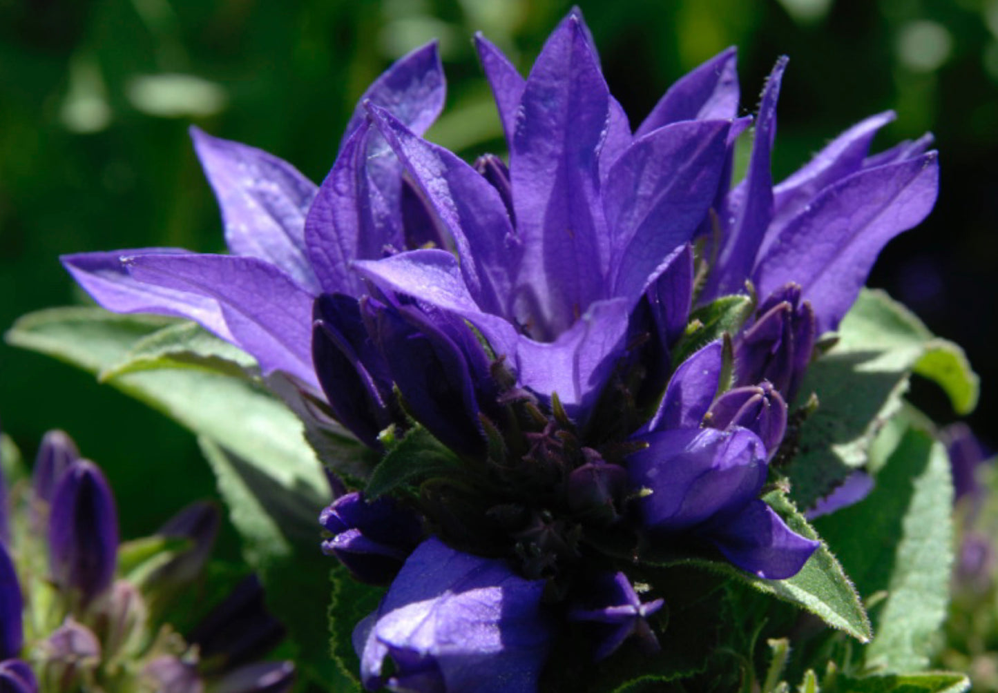 Nøgleklokke Superba Odessa - Campanula glomerata