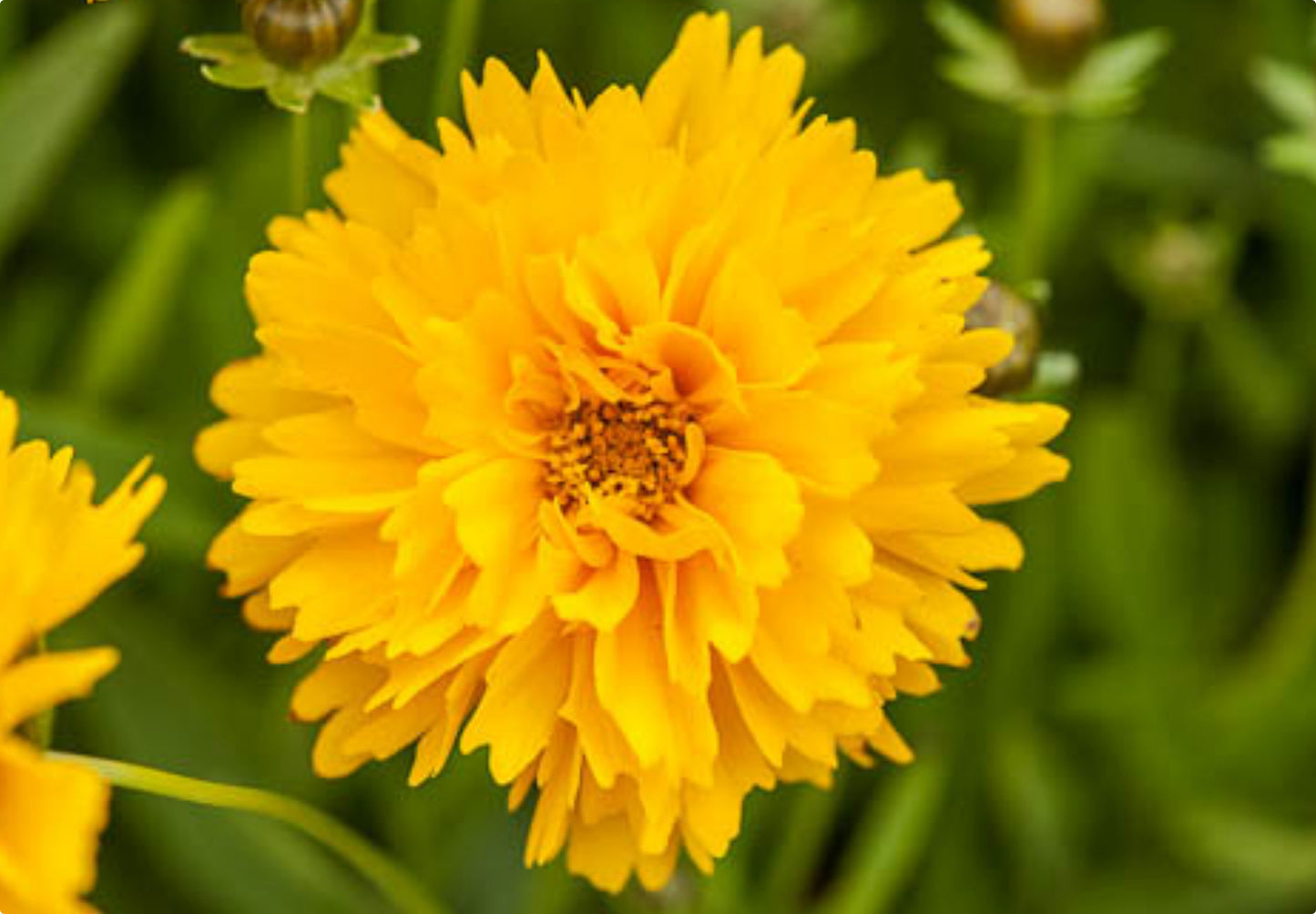 Skønhedsøje "Golden Globe" (Coreopsis grandiflora "Golden Globe")