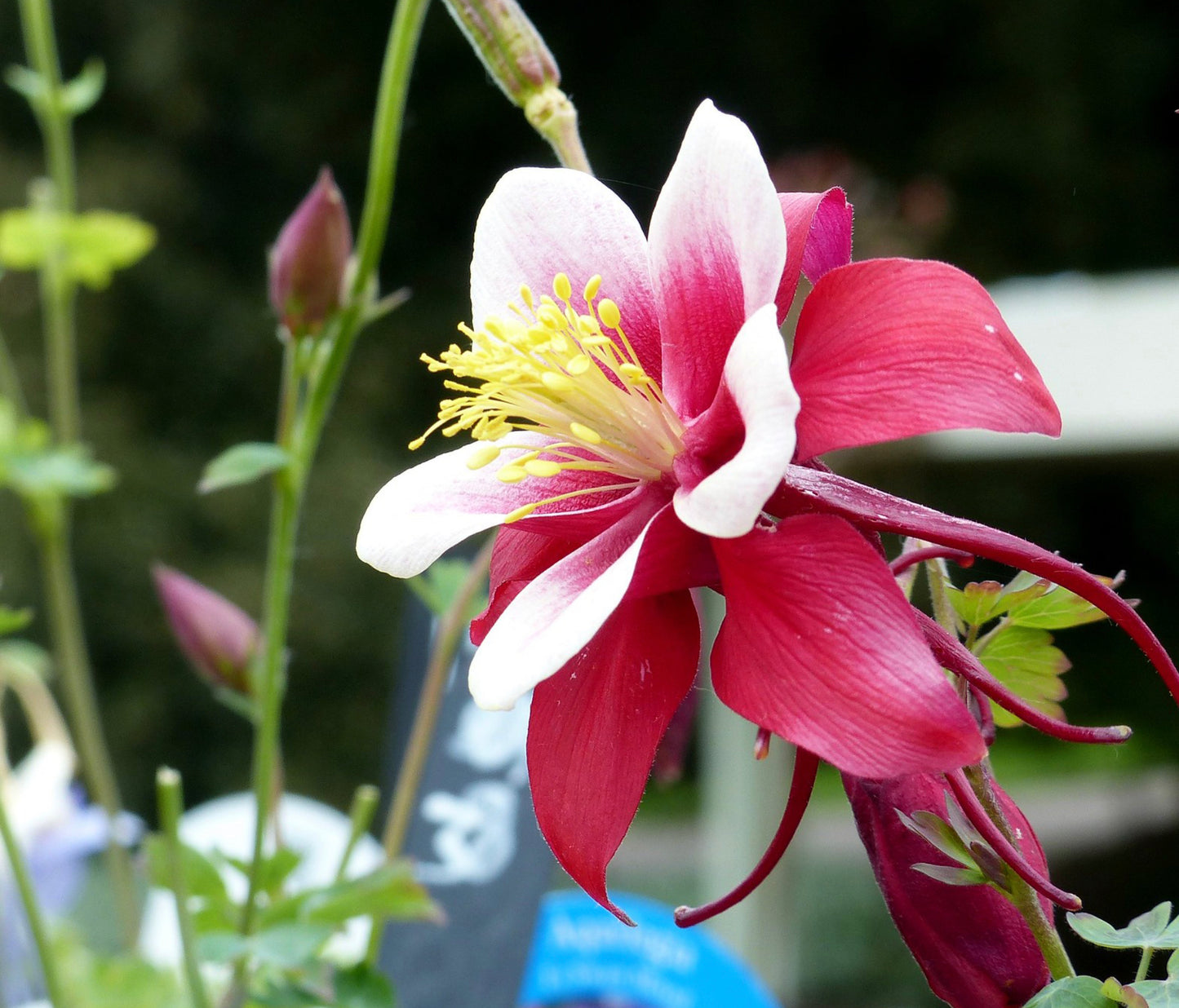 Akeleje Crimson Star - Aquilegia Caerulea Crimson Star