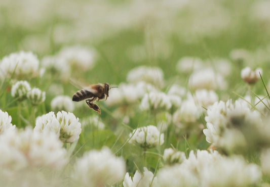 Hvidkløver - Trifolium repens