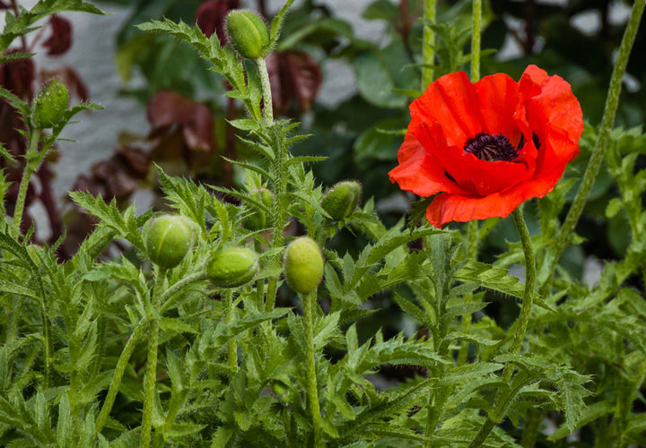 Opiumsvalmue - Papaver somniferum