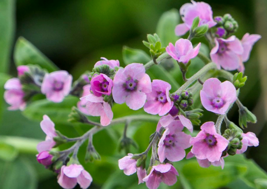 Kinesisk Forglemmigej 'Pink' - Cynoglossum amabile