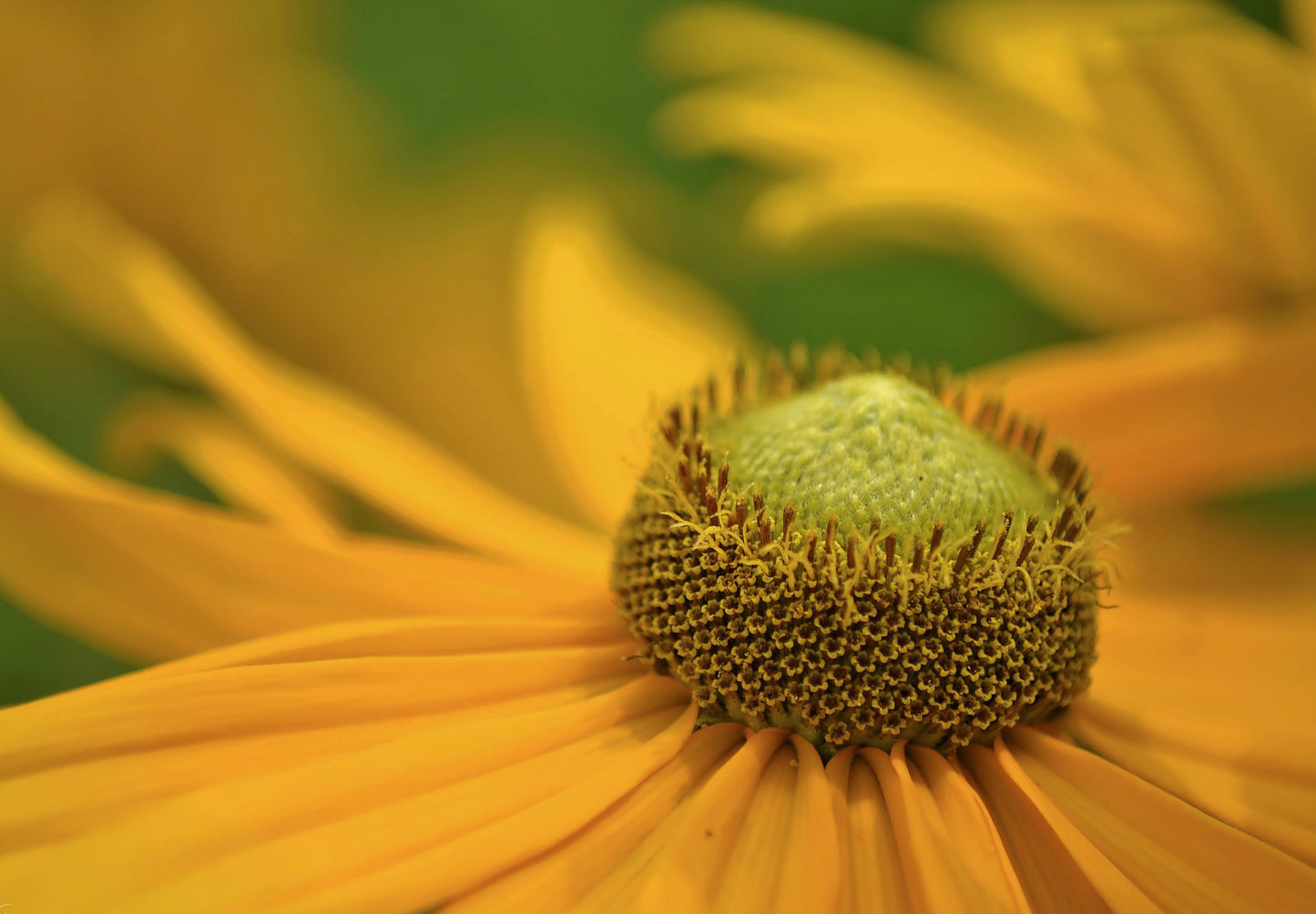 Solhat "Green Eyes" - rudbeckia hirta