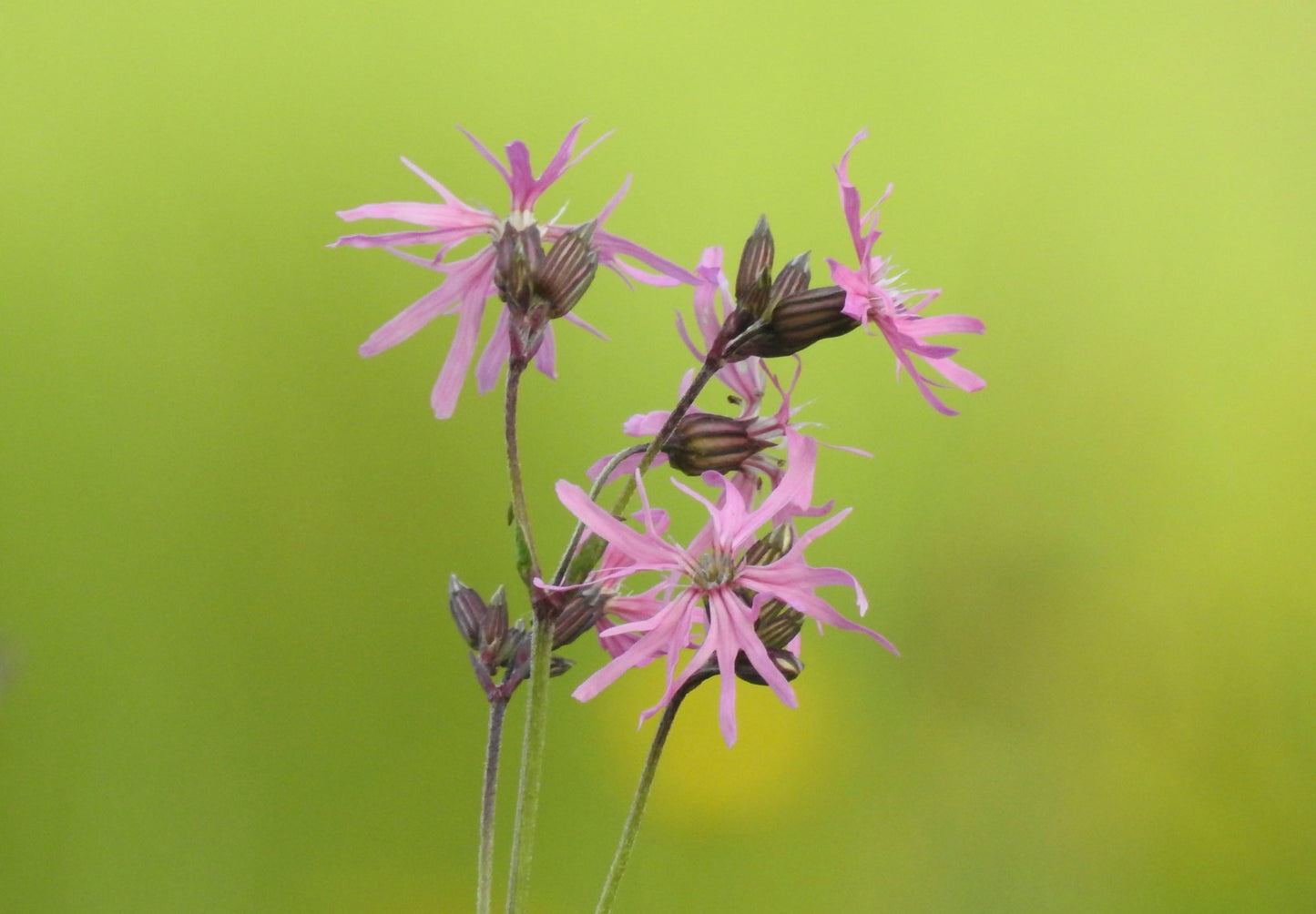 Trævlekrone - Lychnis flos-cuculi