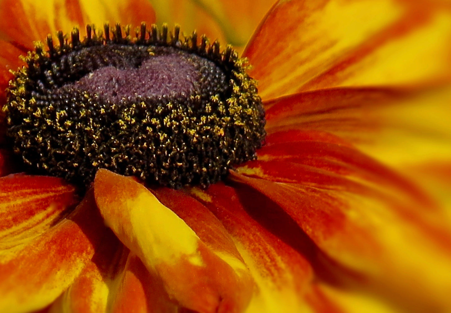 Solhat "Rustic Dwarf" - Rudbekia Hirta