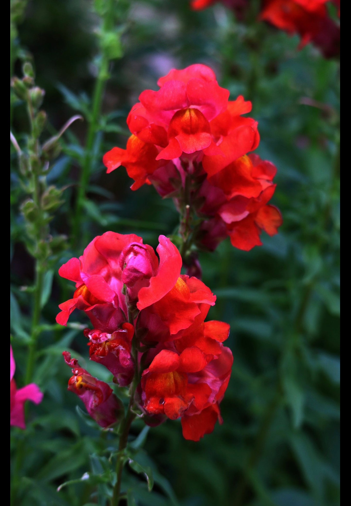 Løvemund - Ruby Red - Antirrhinum majus maximum