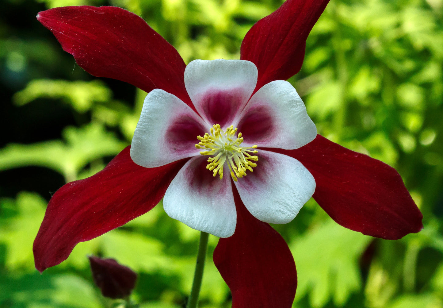 Akeleje Crimson Star - Aquilegia Caerulea Crimson Star