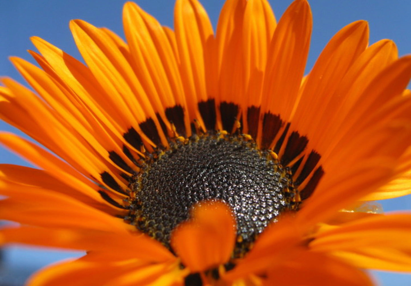 Antilopeøje - orange prince - Venidium fastuosum