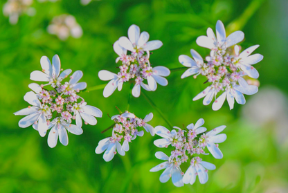 Koriander - coriandrum sativum