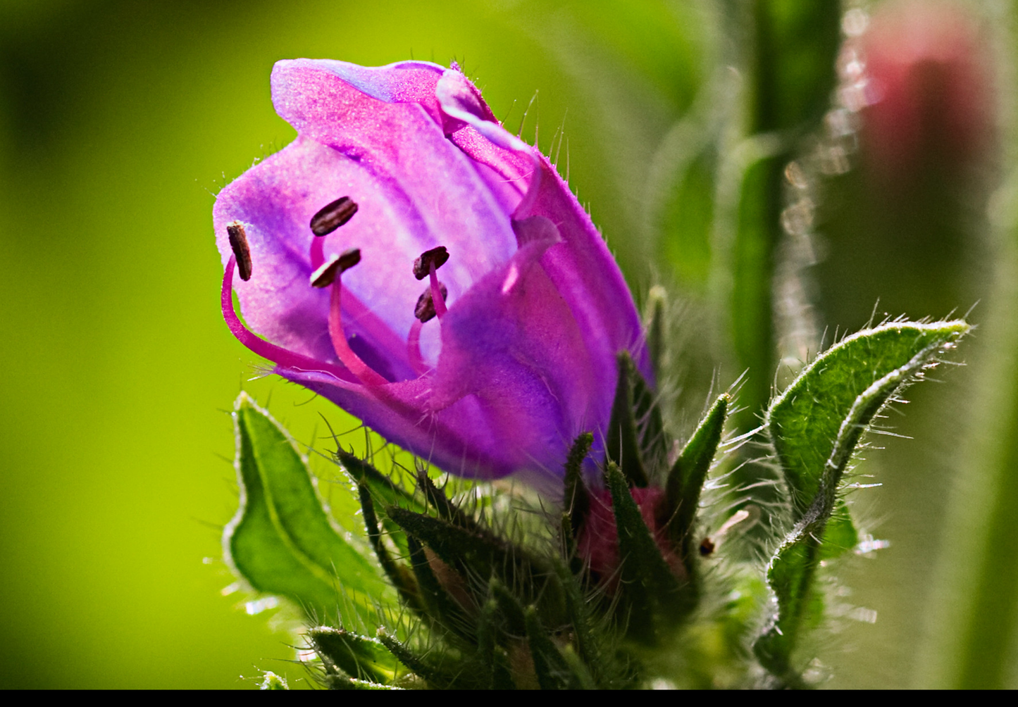 Dværg slangehoved - echium plantagineum