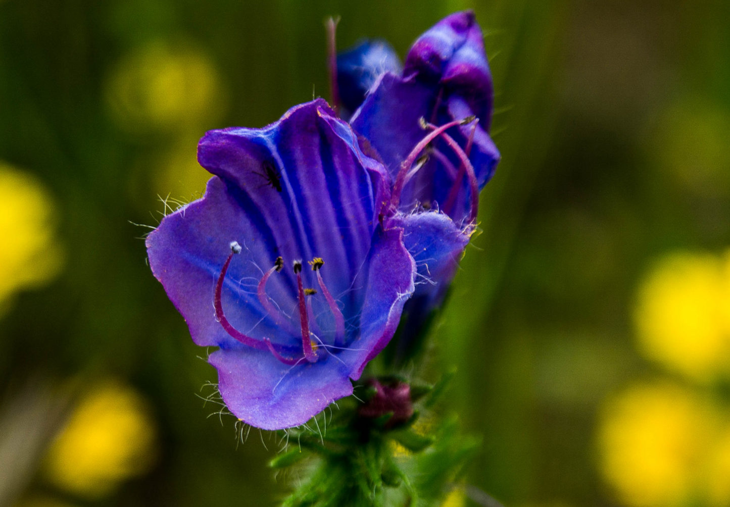 Dværg slangehoved - echium plantagineum