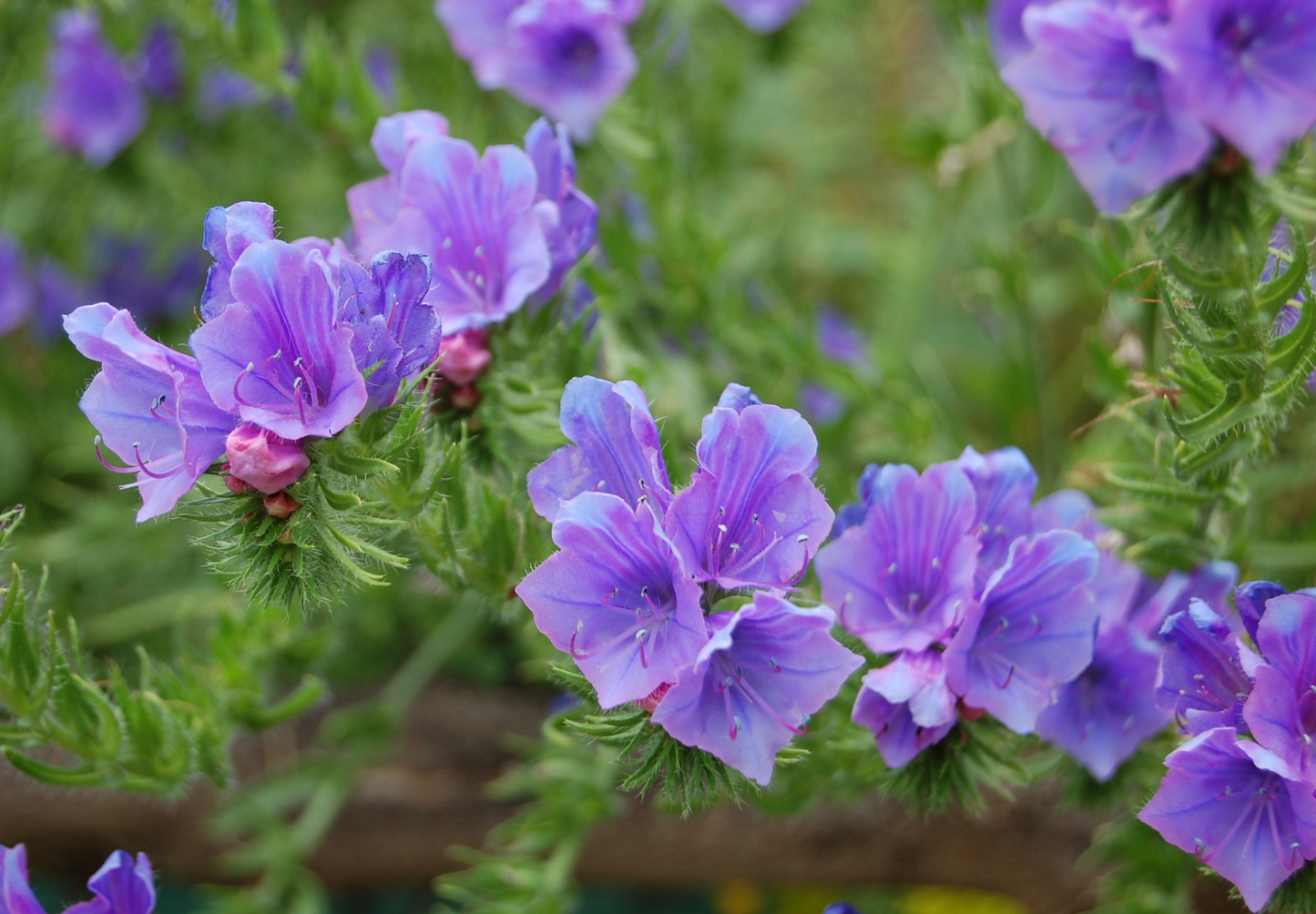 Dværg slangehoved - echium plantagineum