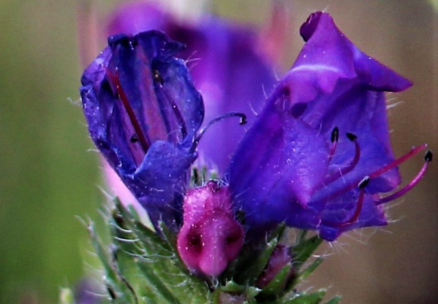 Dværg slangehoved - echium plantagineum