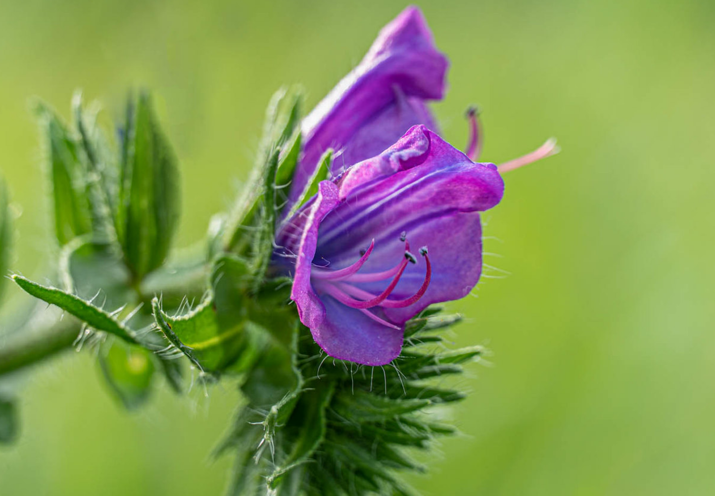 Dværg slangehoved - echium plantagineum