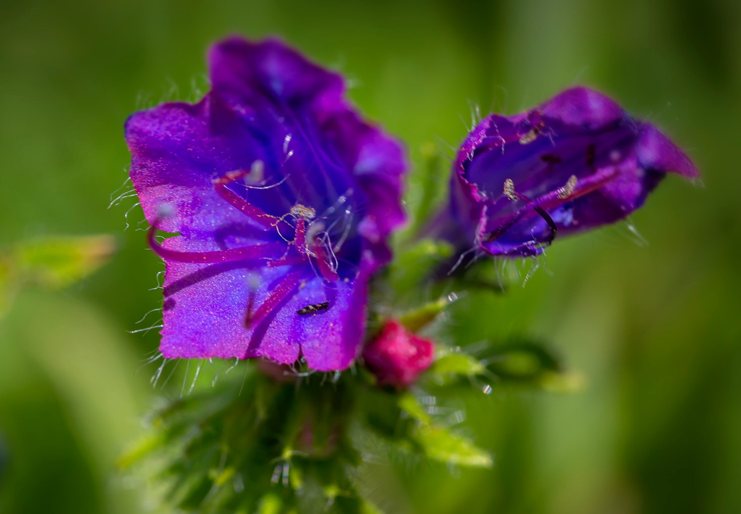 Dværg slangehoved - echium plantagineum