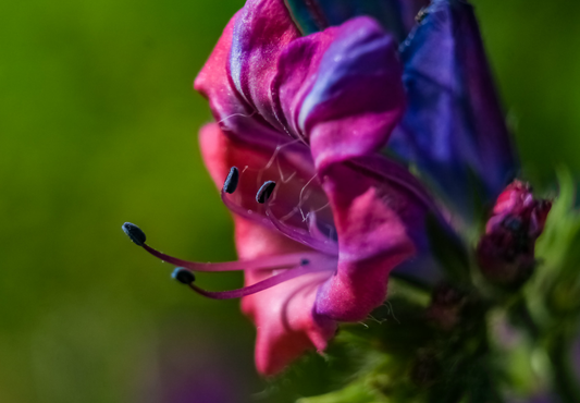 Dværg slangehoved - echium plantagineum