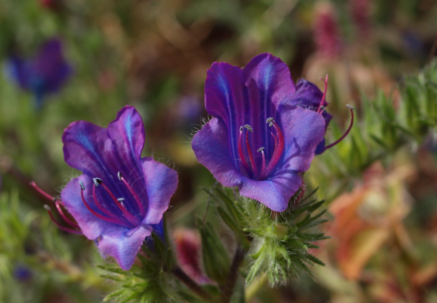 Dværg slangehoved - echium plantagineum