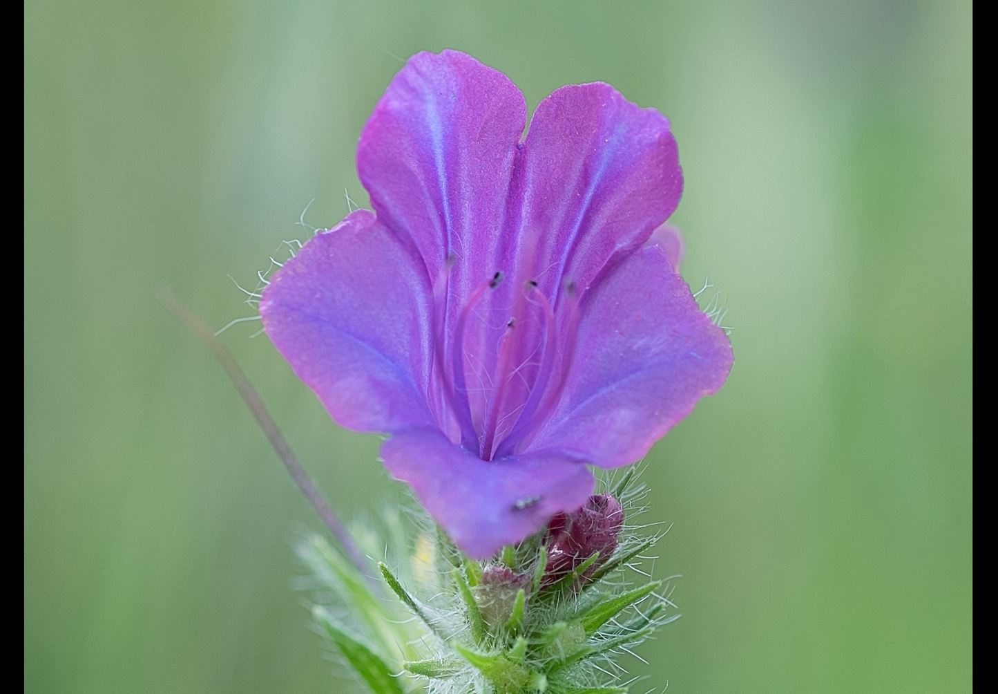 Dværg slangehoved - echium plantagineum