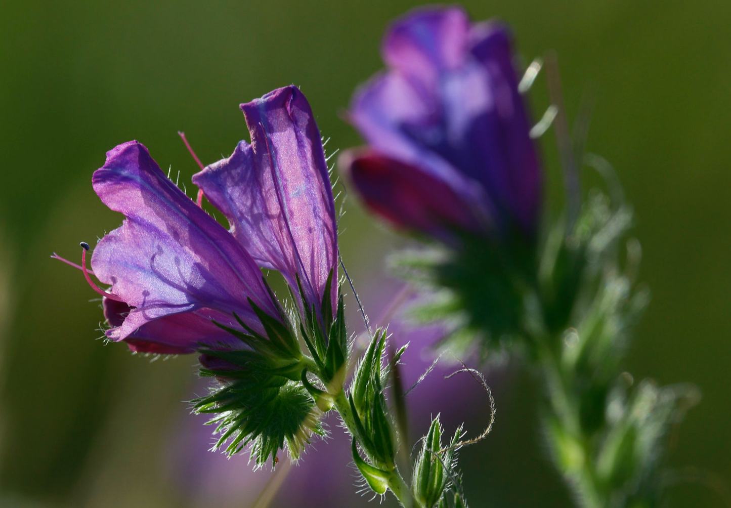 Dværg slangehoved - echium plantagineum