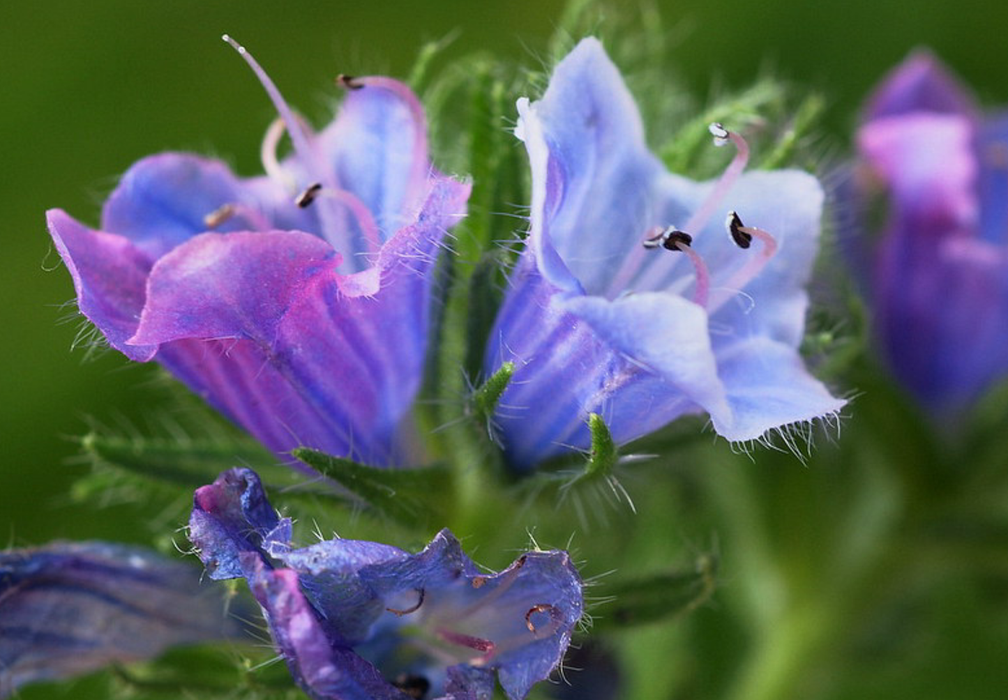 Dværg slangehoved - echium plantagineum