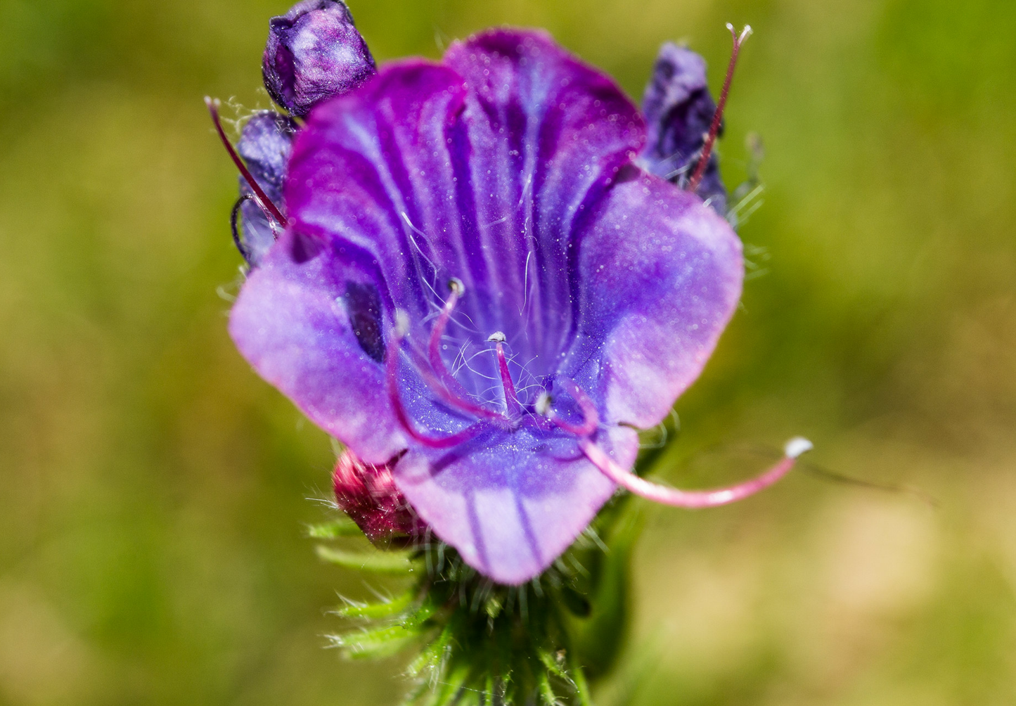 Dværg slangehoved - echium plantagineum