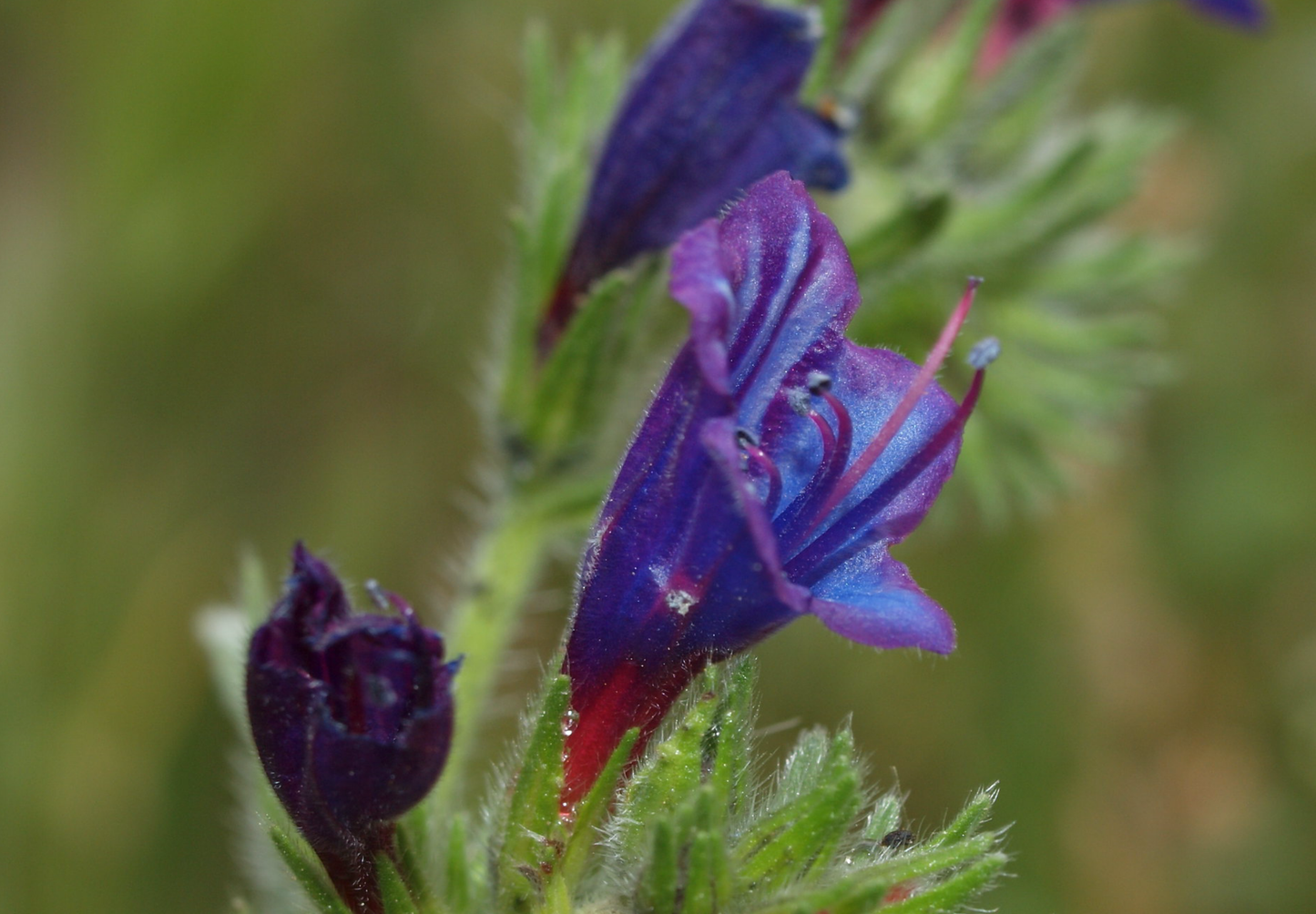 Dværg slangehoved - echium plantagineum