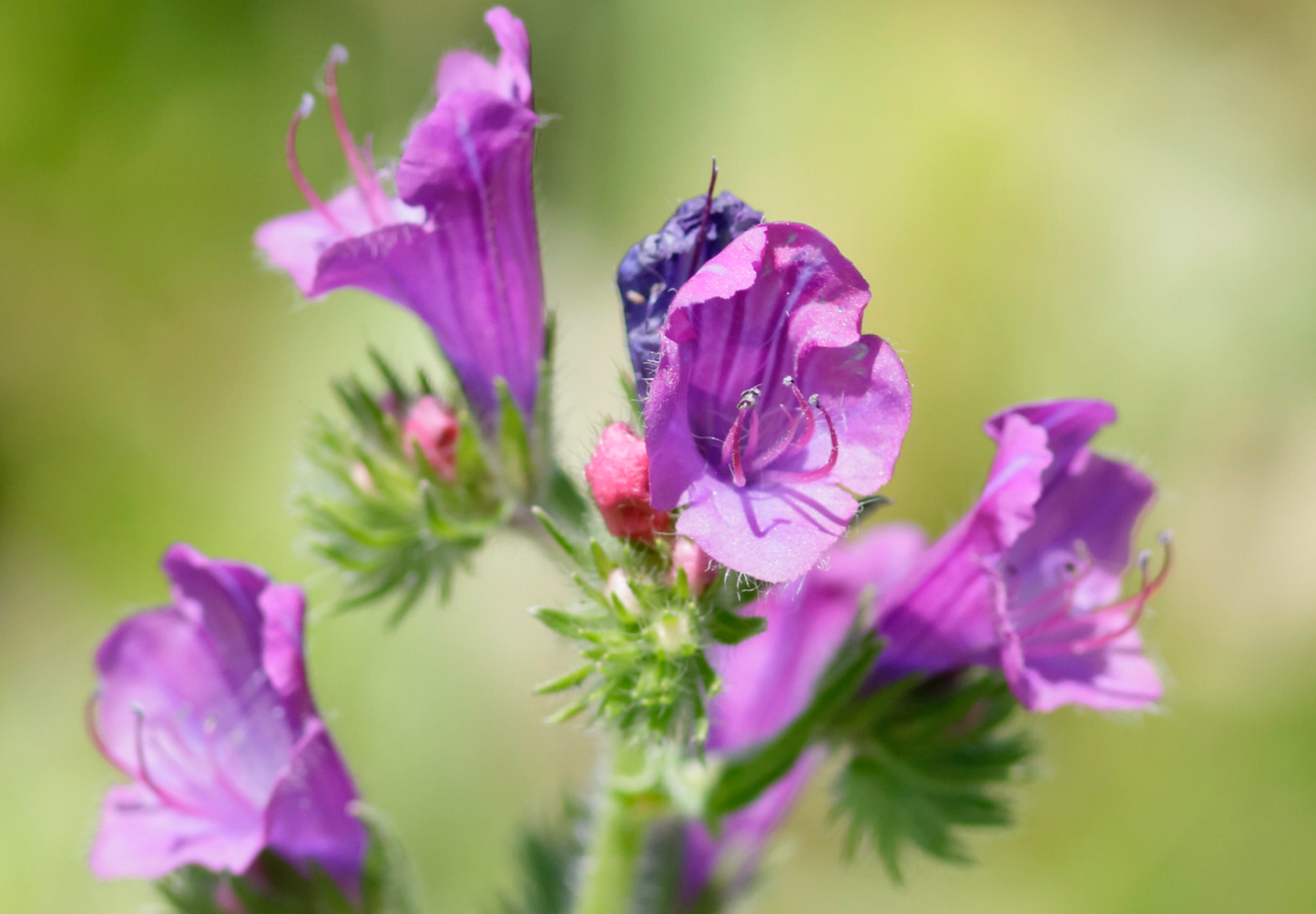 Dværg slangehoved - echium plantagineum