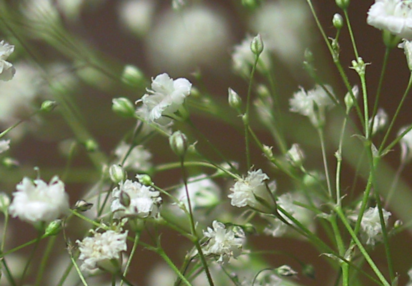 Brudeslør Storblomstret  - Baby's Breath - Gypsophila elegans